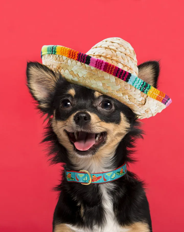 Collar | Cinco de Mayo