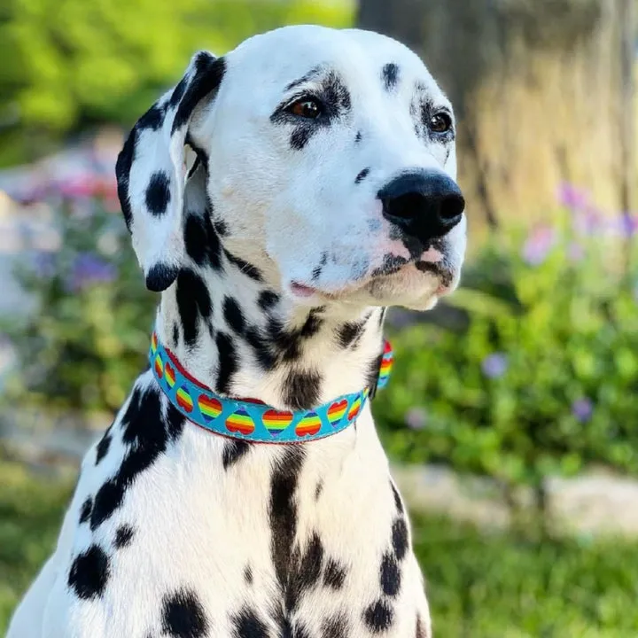 Collar | Rainbow Hearts