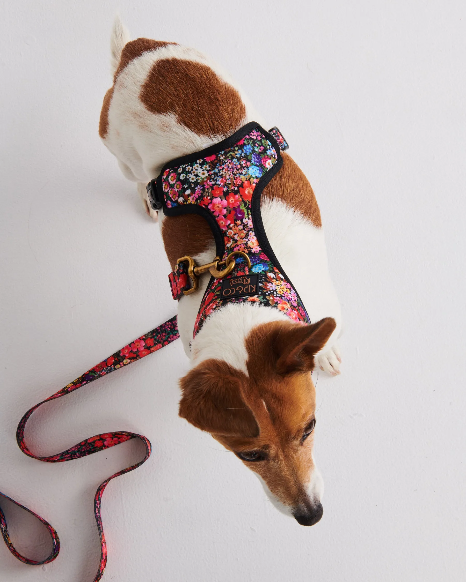 Forever Floral Black Dog Harness