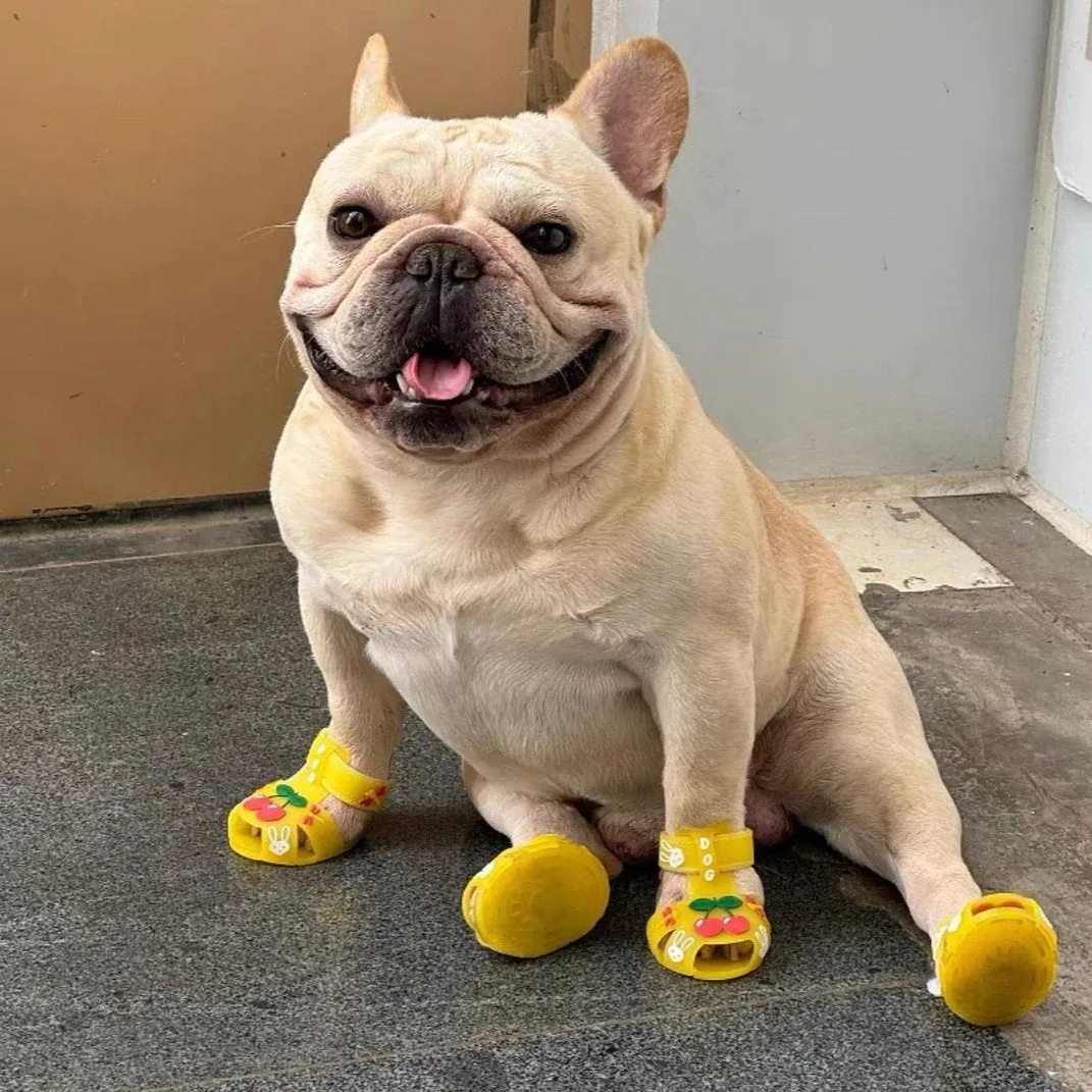 Frenchie Paws Protection Sandals