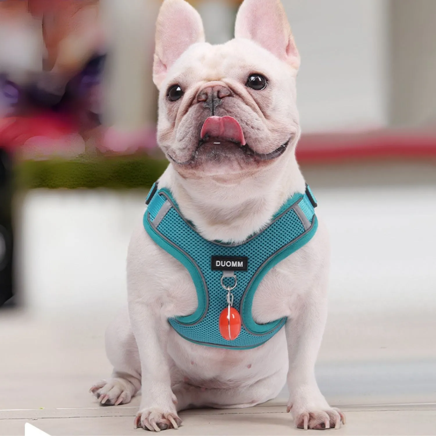 Glowva No Pull Explosion-Proof Frenchie Harness