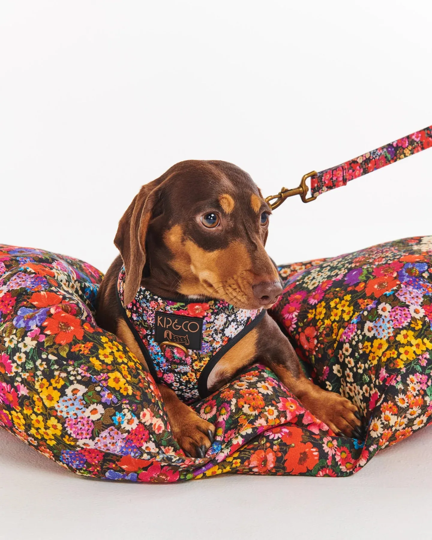 Kip & Co Forever Floral Black Dog Harness