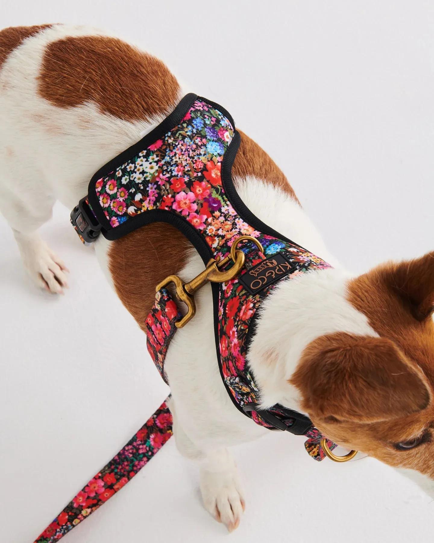 Kip & Co Forever Floral Black Dog Harness