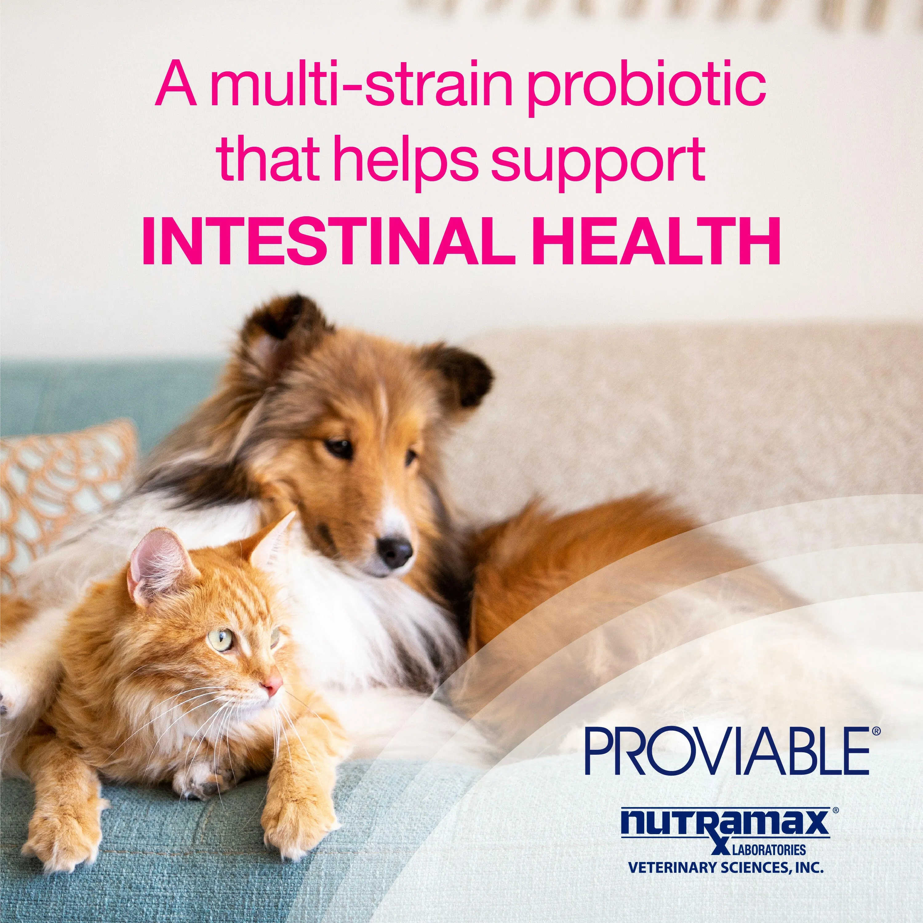 Nutramax Proviable Digestive Health Supplement Kit for Cats And Dogs