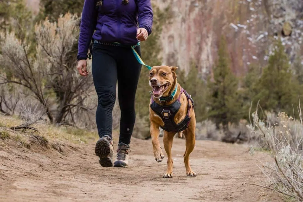 SALE! Ruffwear Web Master Dog Harness - Secure with Back Handle