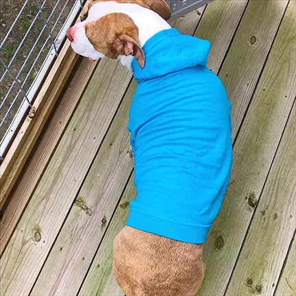 Your Dog's Favorite Hoodie