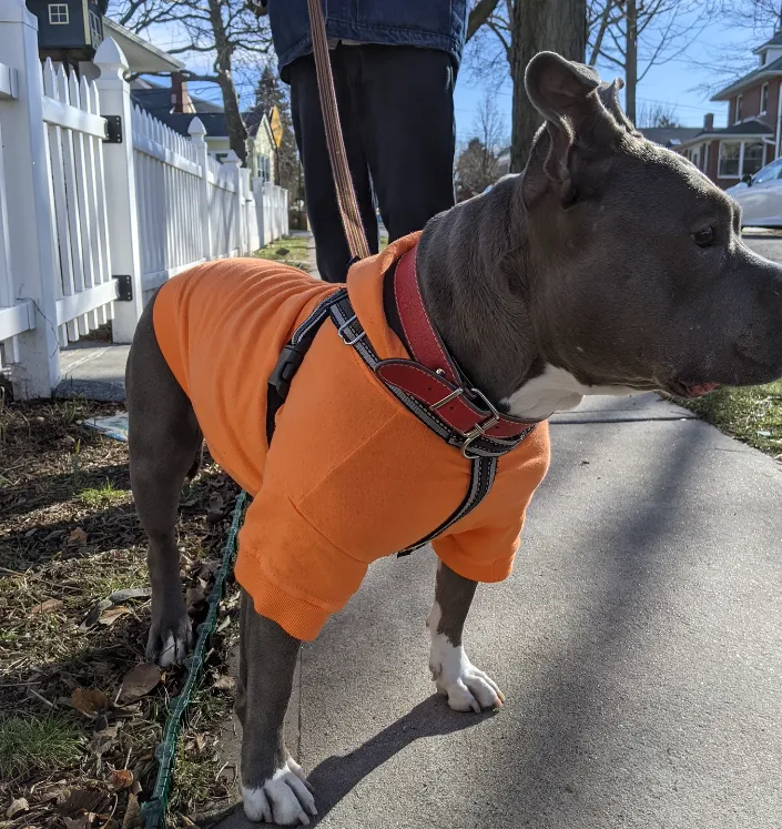 Your Dog's Favorite Hoodie