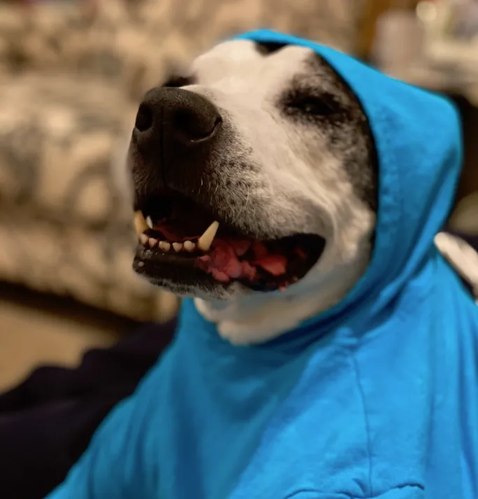 Your Dog's Favorite Hoodie