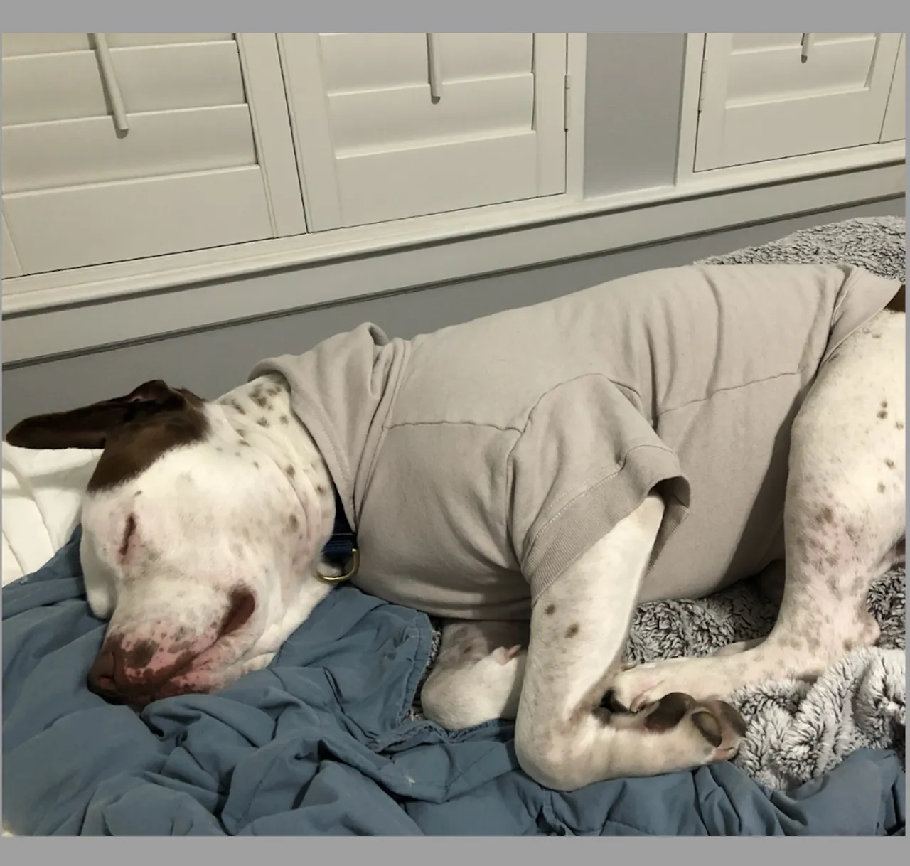 Your Dog's Favorite Hoodie