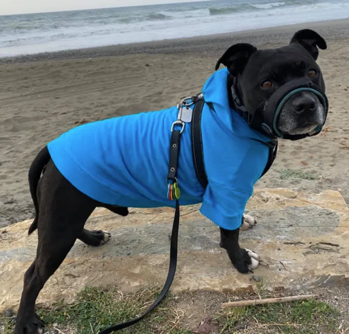 Your Dog's Favorite Hoodie