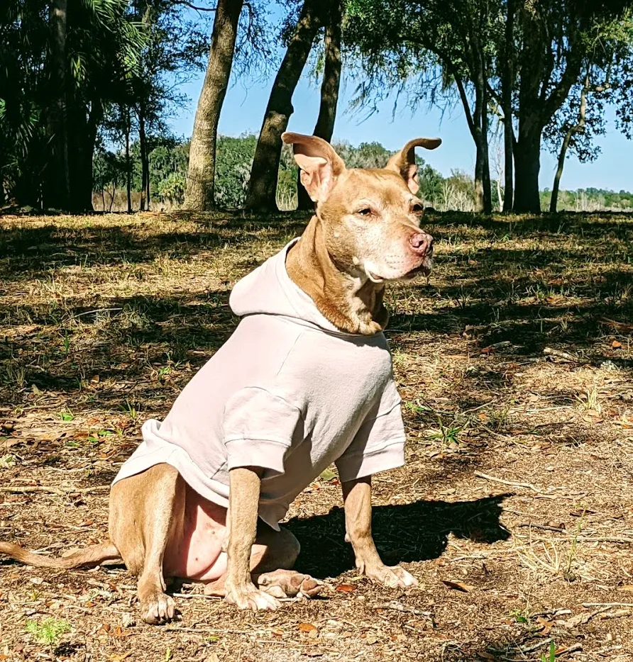 Your Dog's Favorite Hoodie